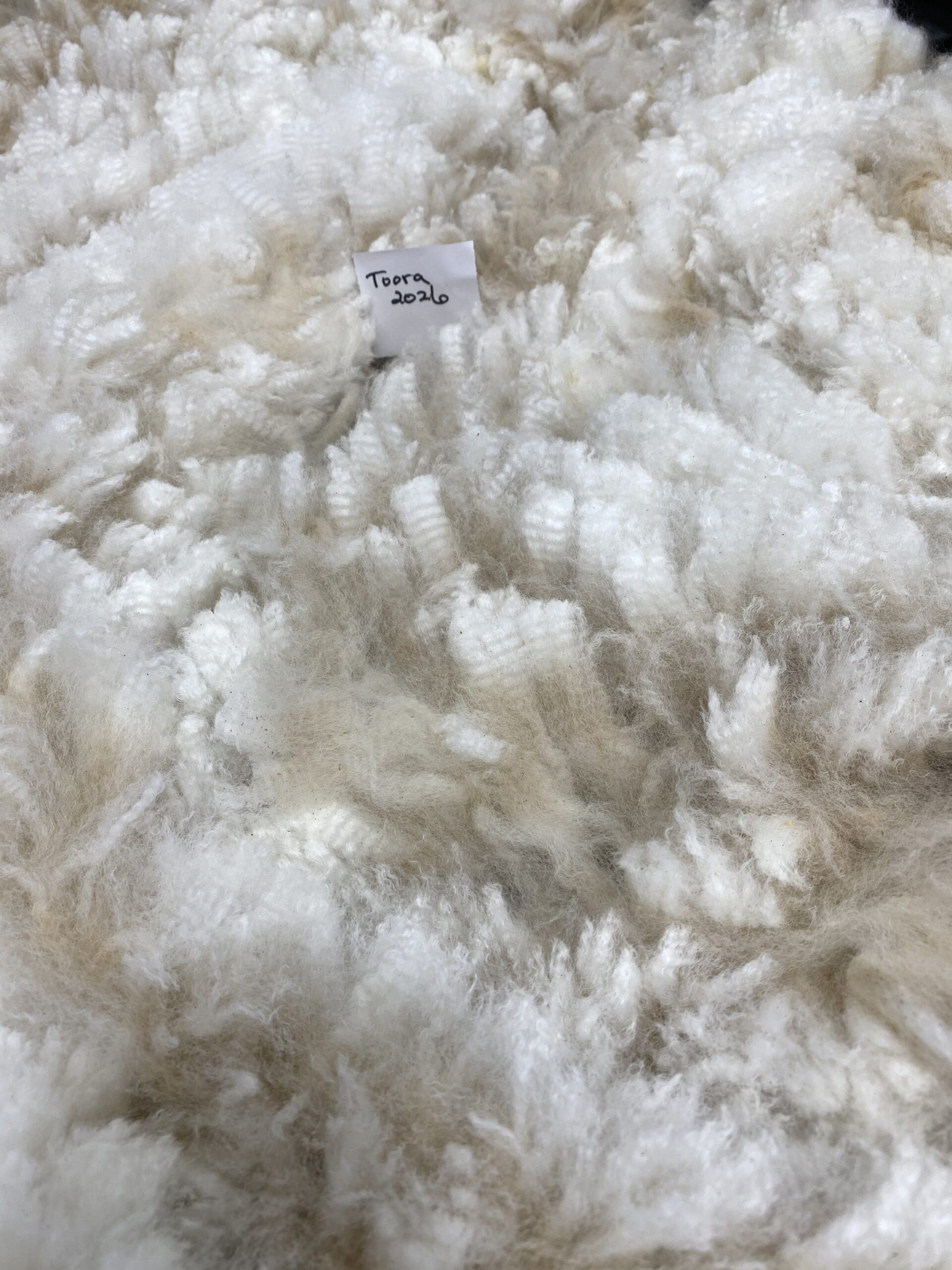 2026~ white - Alpaca Fleece ~ Toora - Image 7