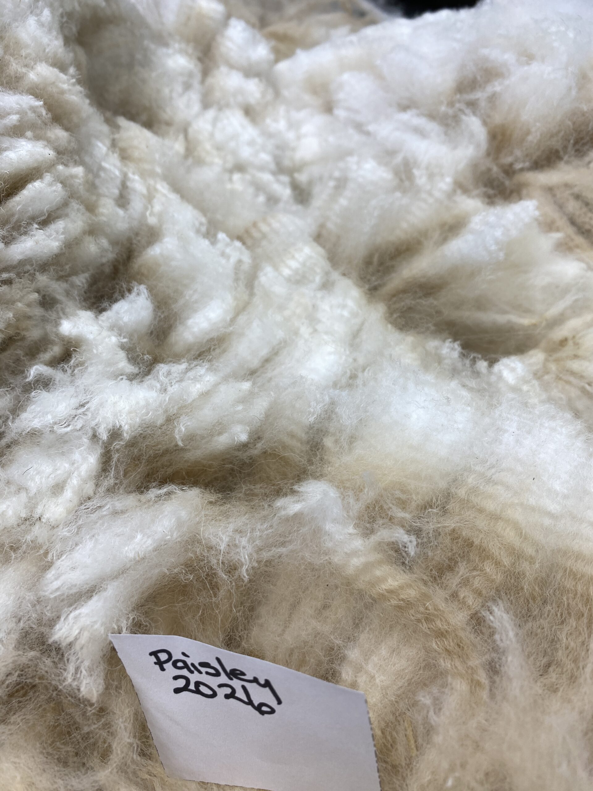 2026 ~Beige Alpaca Fleece ~ TWF Paisley - Image 2