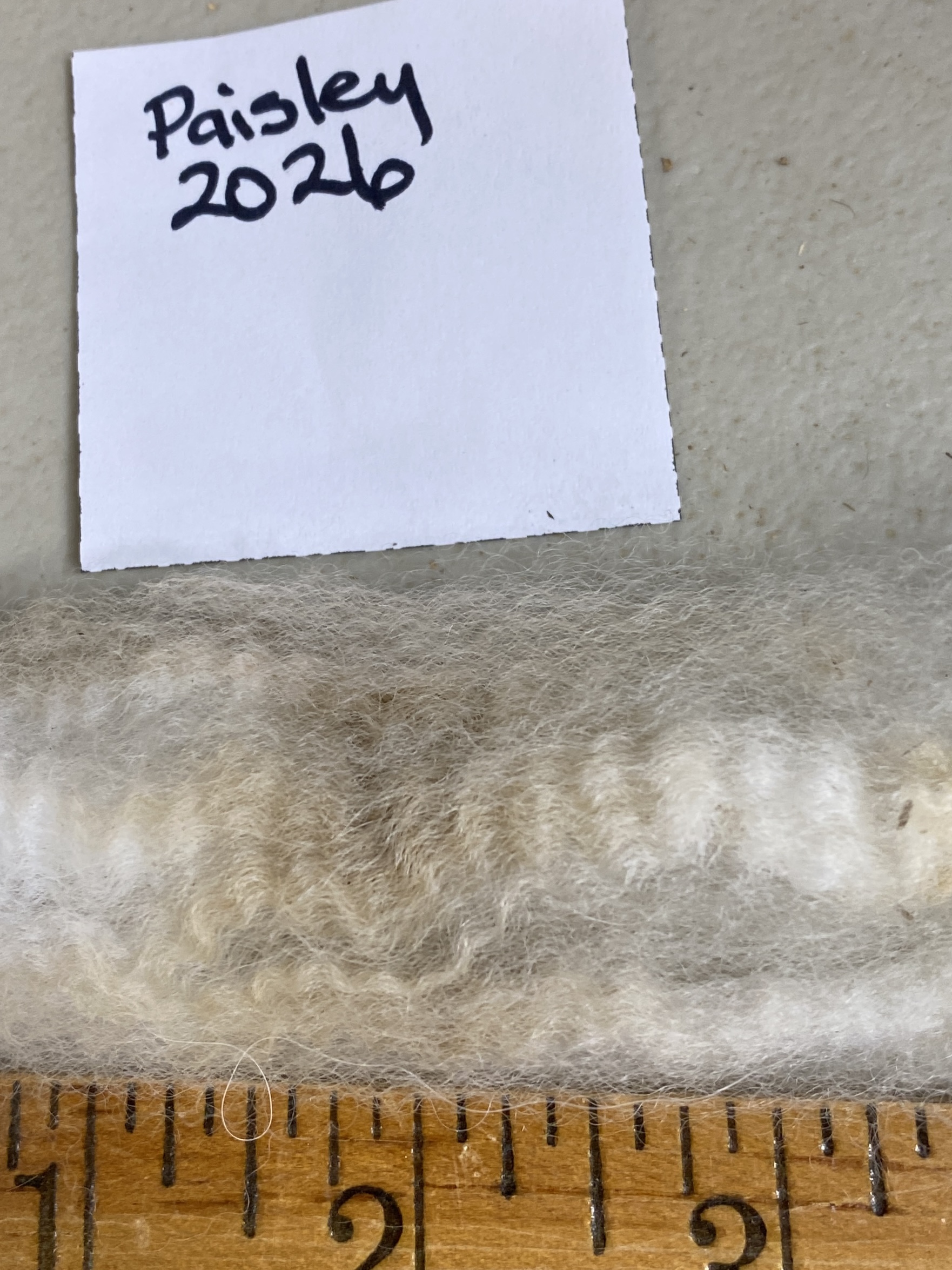 2026 ~Beige Alpaca Fleece ~ TWF Paisley - Image 3
