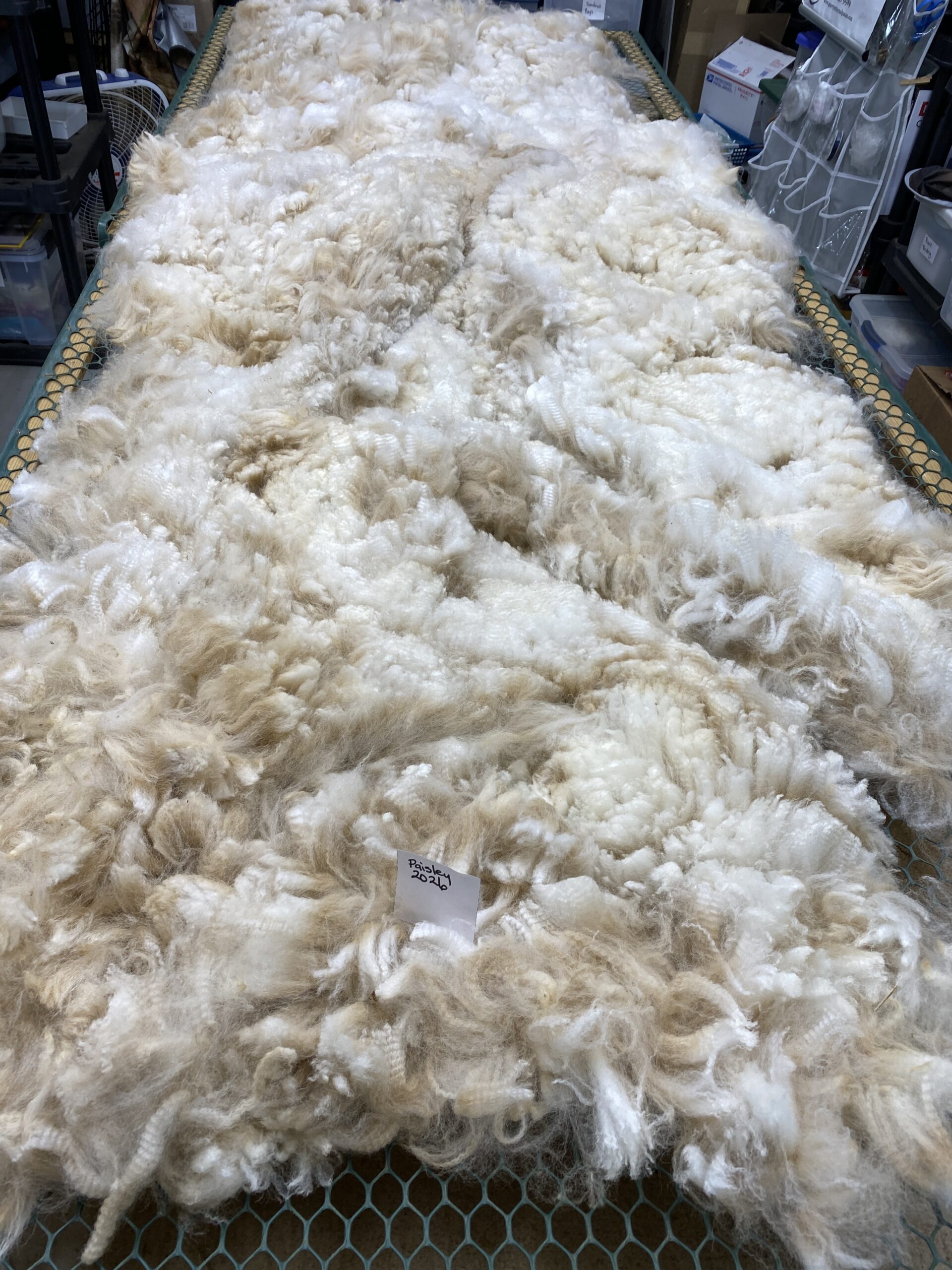 2026 ~Beige Alpaca Fleece ~ TWF Paisley - Image 4