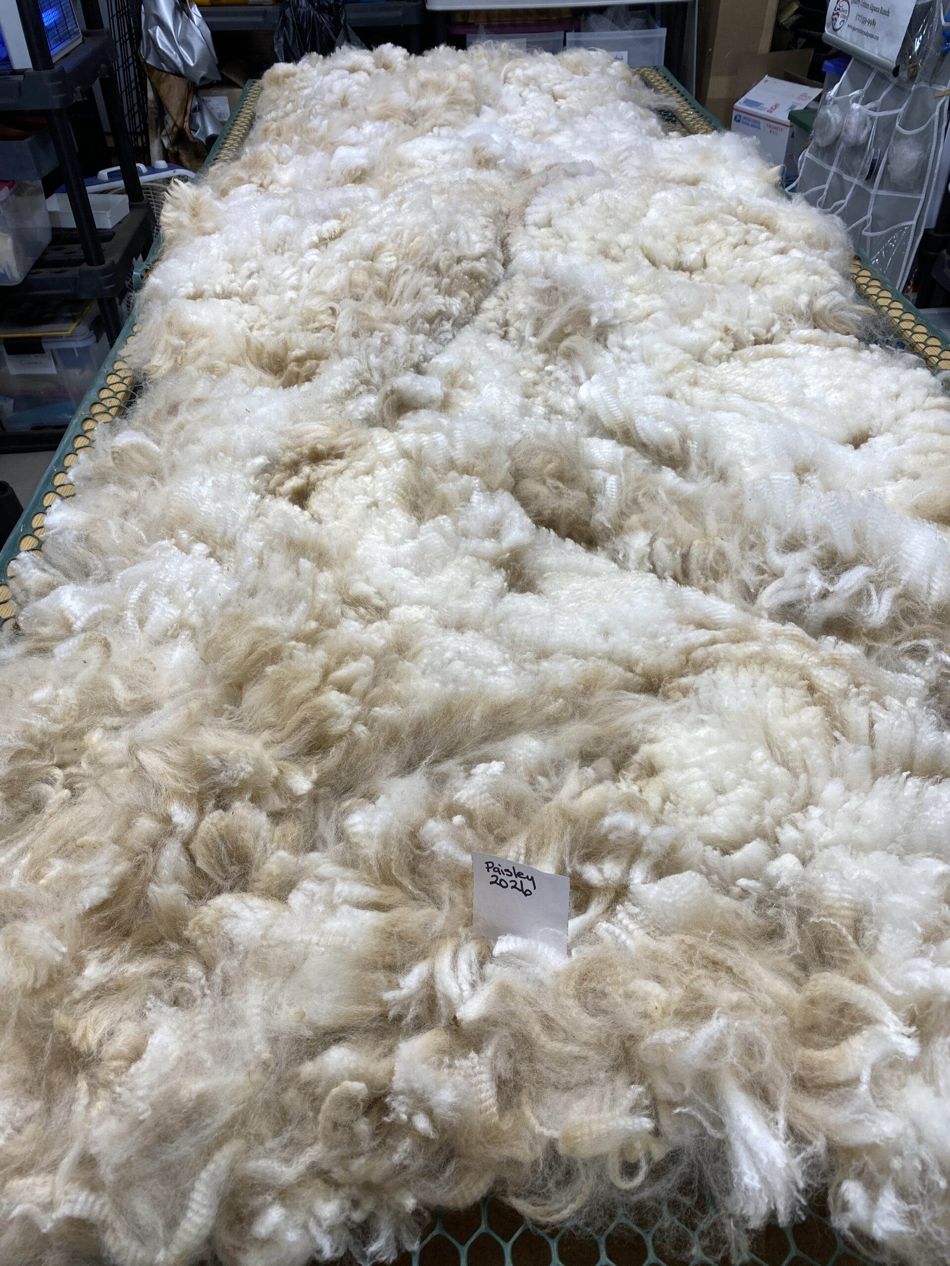 2026 ~Beige Alpaca Fleece ~ TWF Paisley - Image 5