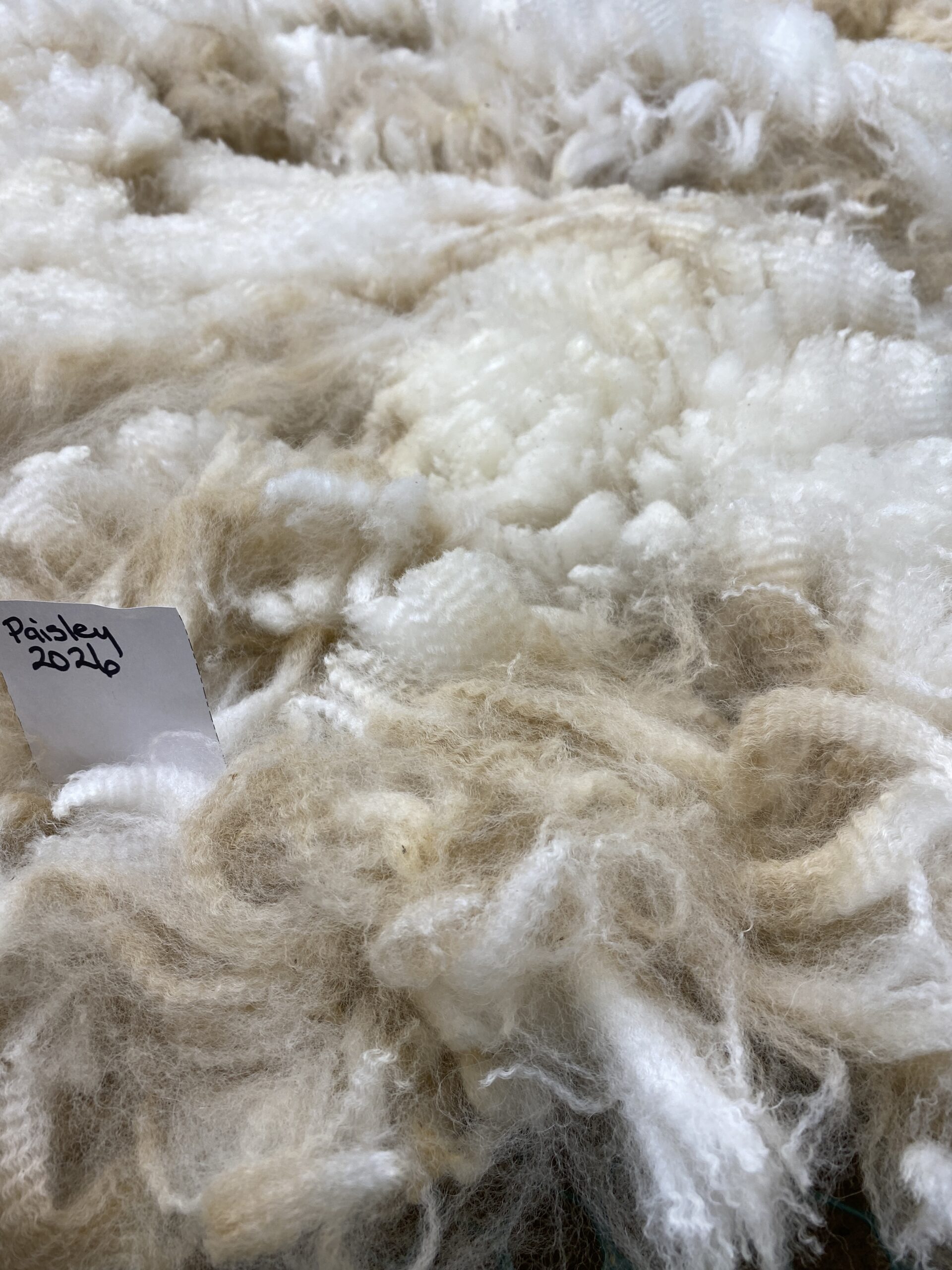 2026 ~Beige Alpaca Fleece ~ TWF Paisley - Image 6