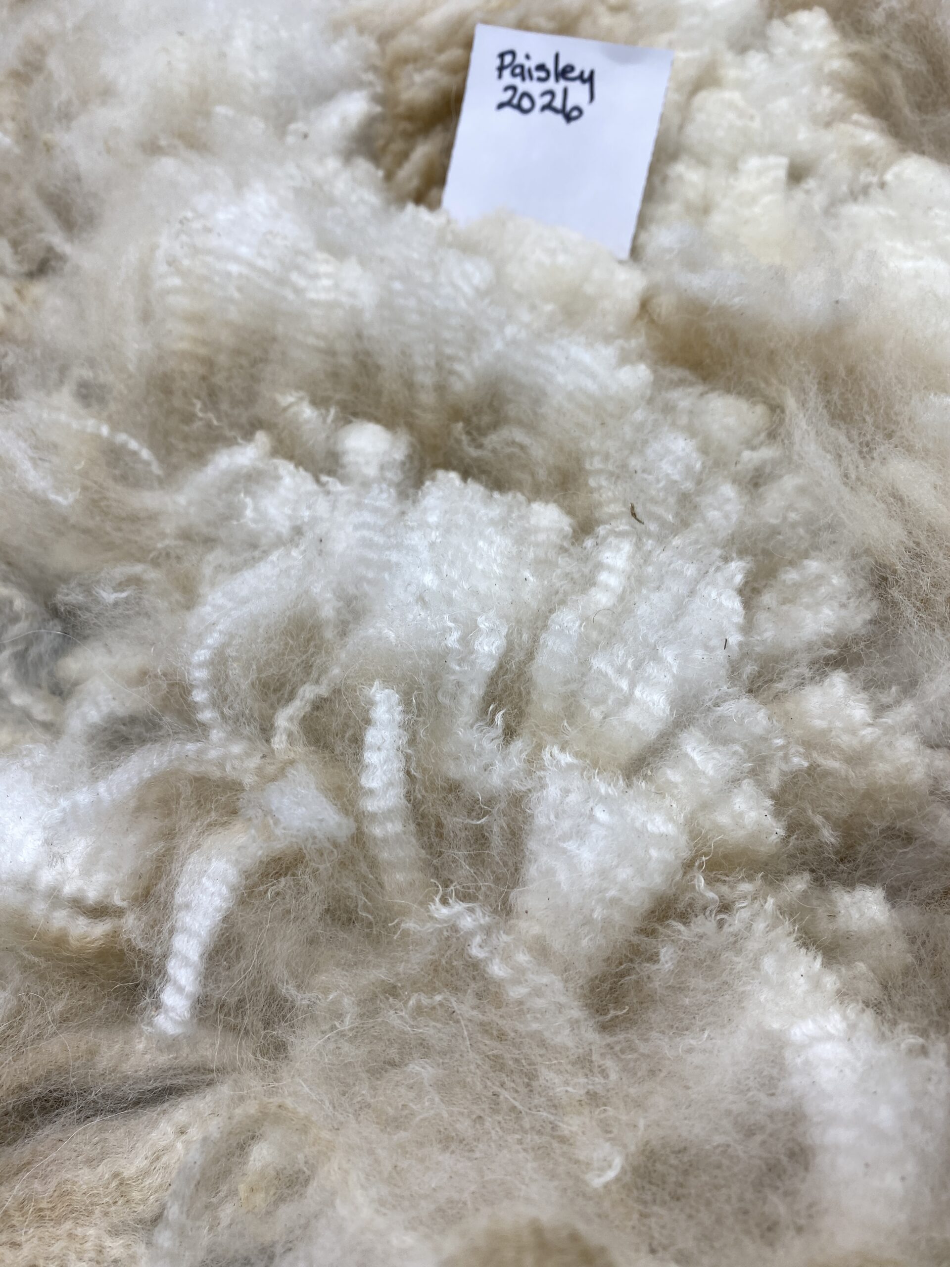 2026 ~Beige Alpaca Fleece ~ TWF Paisley