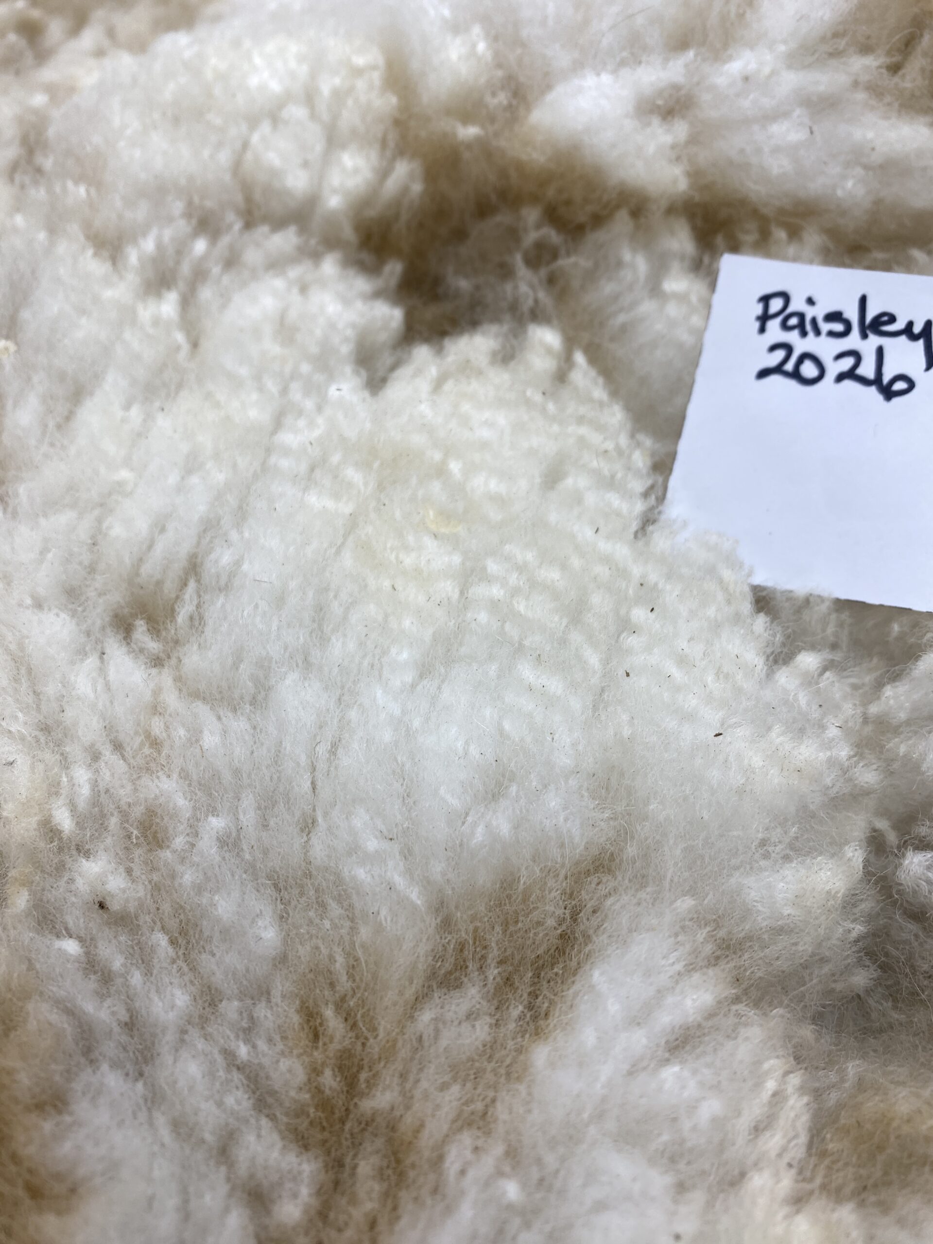 2026 ~Beige Alpaca Fleece ~ TWF Paisley - Image 8