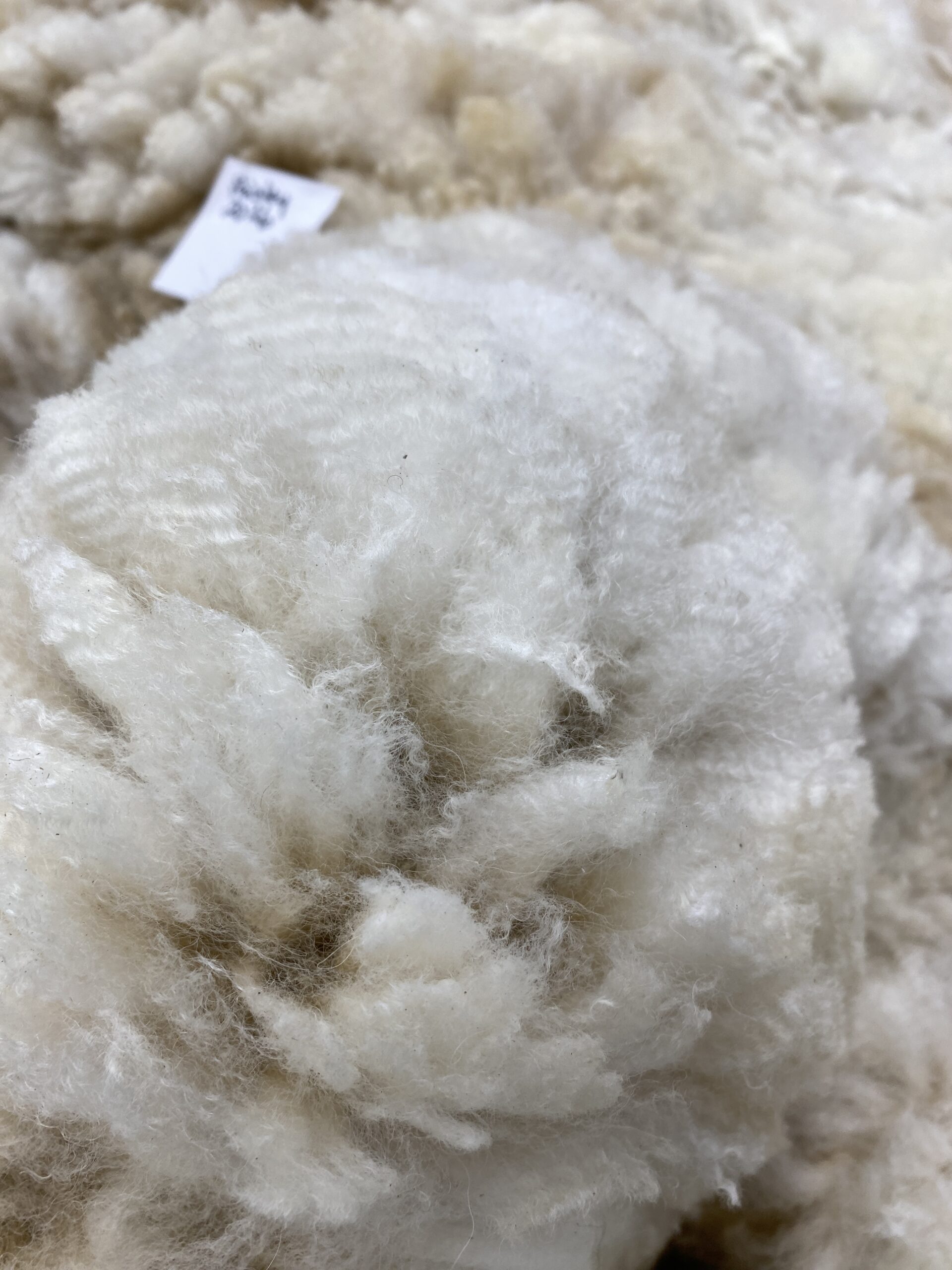 2026 ~Beige Alpaca Fleece ~ TWF Paisley - Image 9