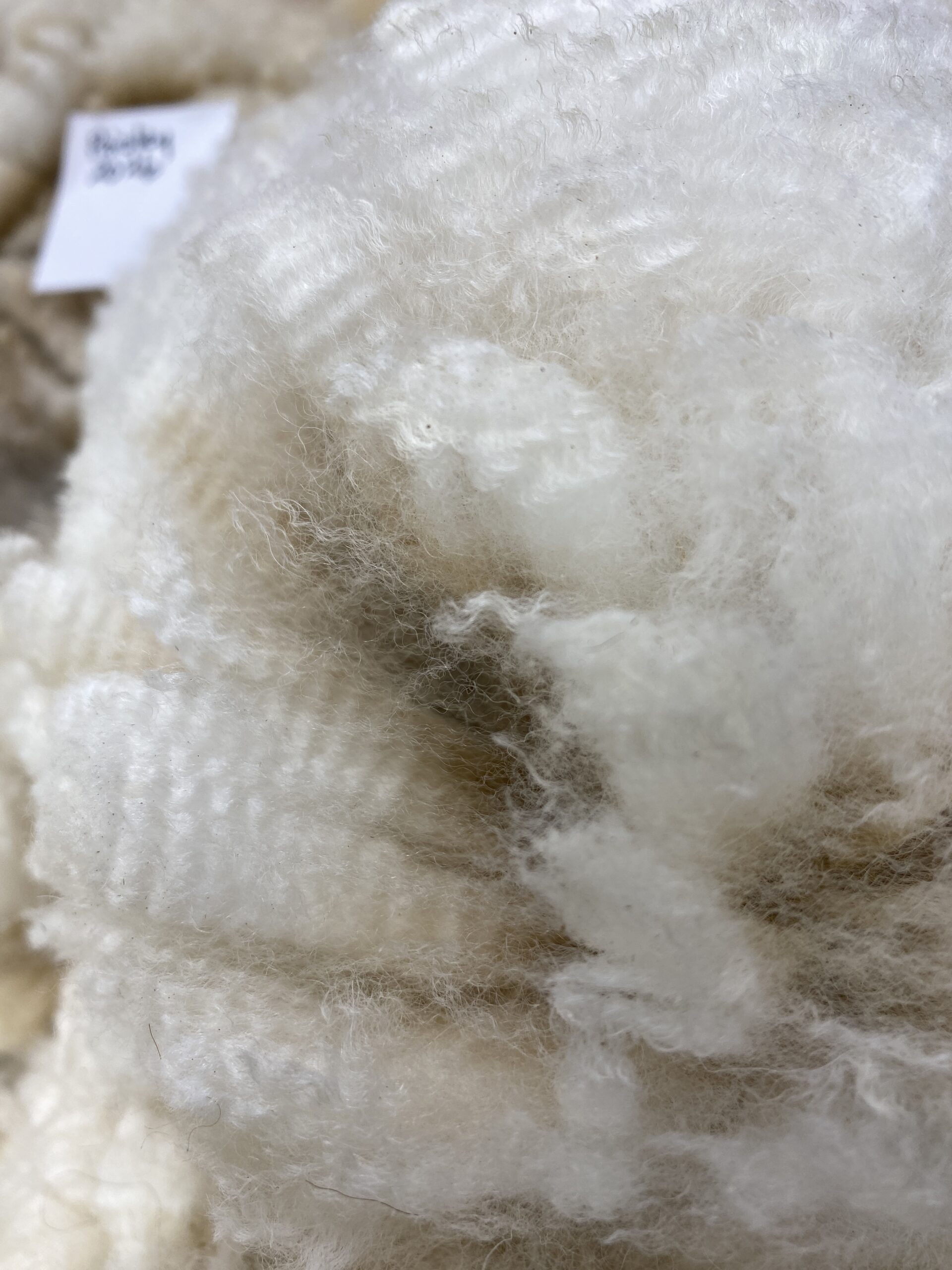 2026 ~Beige Alpaca Fleece ~ TWF Paisley - Image 10