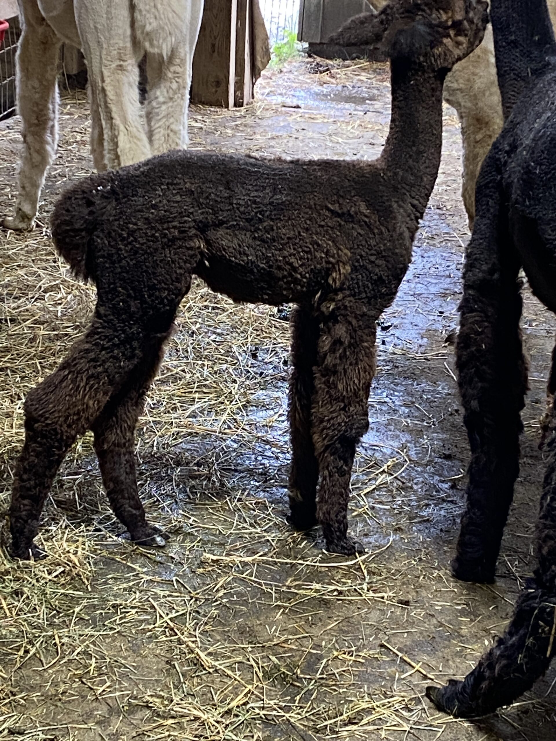 2026~ Cria coat, Black - Alpaca Fleece ~ Samantha - Image 2