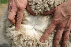 2026~ Oh my gosh! Lofty dense white Alpaca Fleece~Edison - Image 2