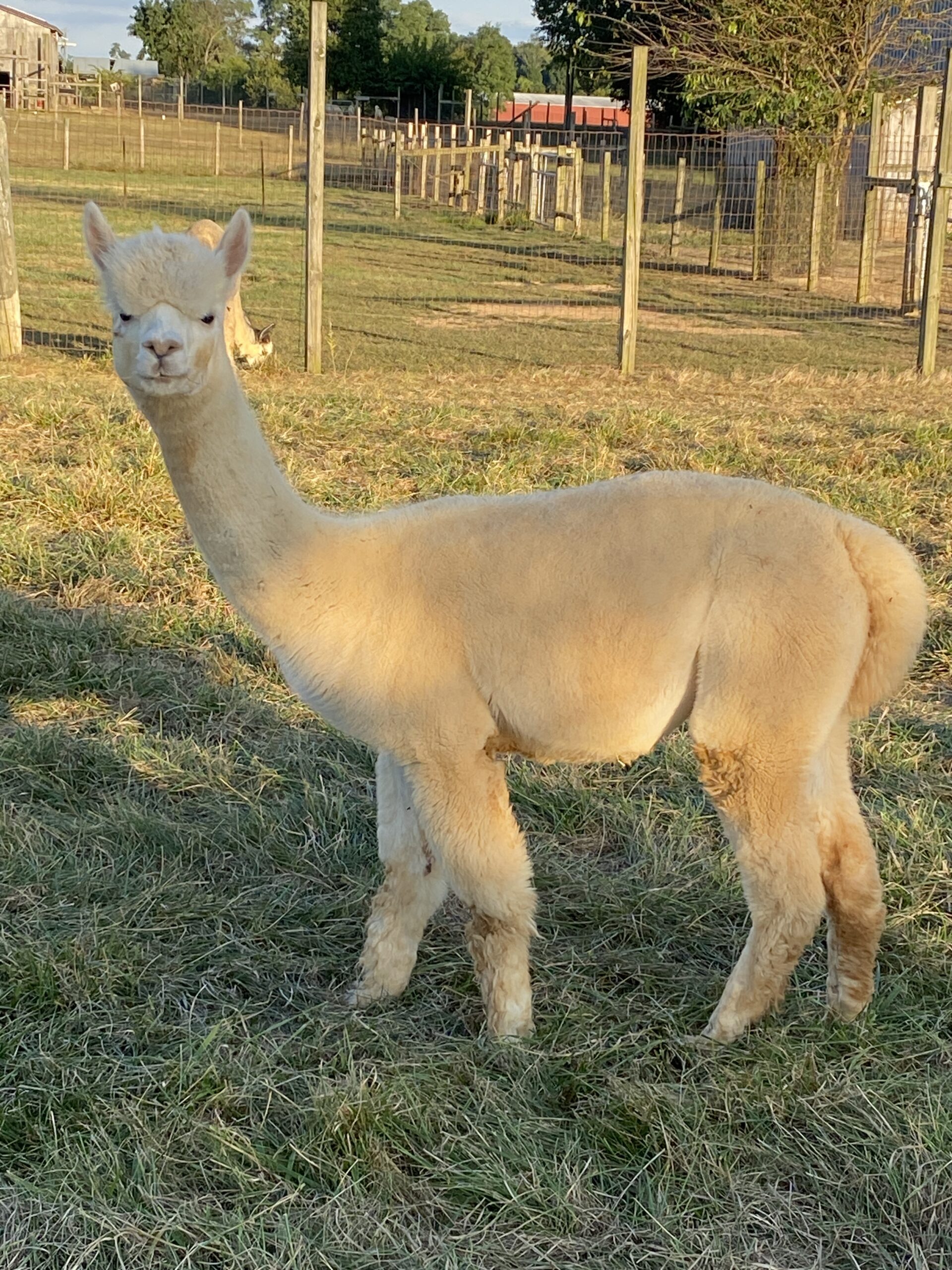 Quarry Critters Kassandra - white female huacaya alpaca - Image 4