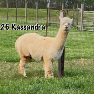 Quarry Critters Kassandra - white female huacaya alpaca