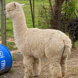 Snowmass Bellflower - White female huacaya alpaca