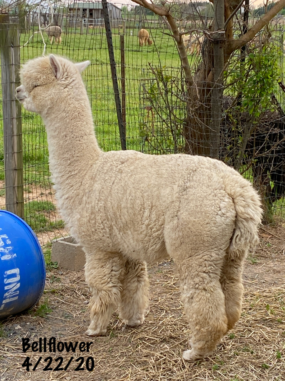 Snowmass Bellflower - White female huacaya alpaca
