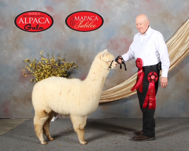 Quarry Critters Kassandra - white female huacaya alpaca - Image 3