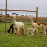 A small herd of adult and baby alpacas at Quarry Critters Alpaca Ranch.